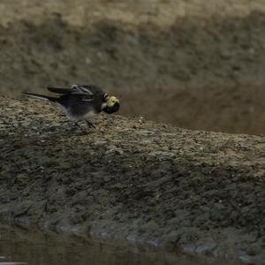 White Wagtail