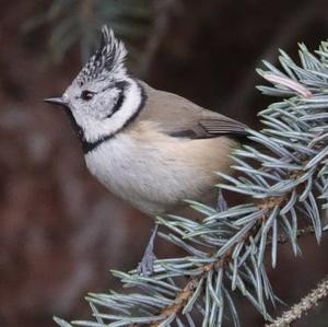 Crested Tit