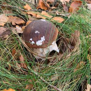 King Bolete