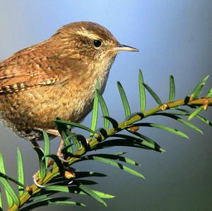 Winter Wren