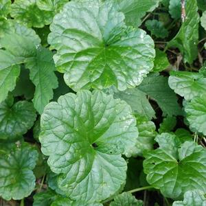 Ground-Ivy