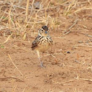 Oriental Skylark