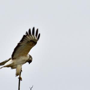 Mäusebussard