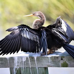 Anhinga