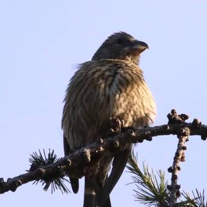 Red Crossbill