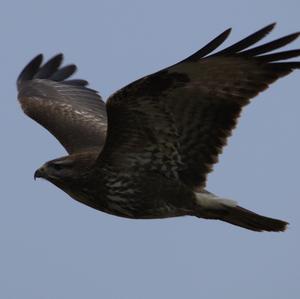 Common Buzzard