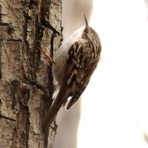 Short-toed Treecreeper