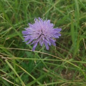 Unknown Species