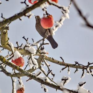 Eurasian Blackbird