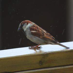 House Sparrow