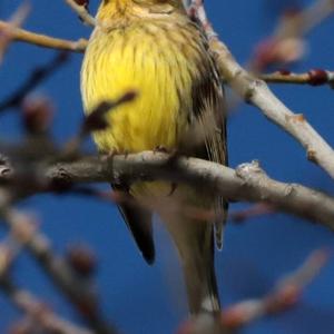 Yellowhammer