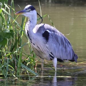 Grey Heron