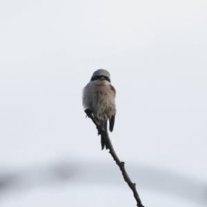 Red-backed Shrike