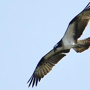 Osprey