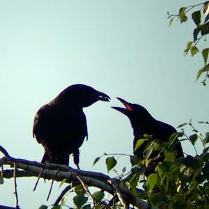 Carrion Crow