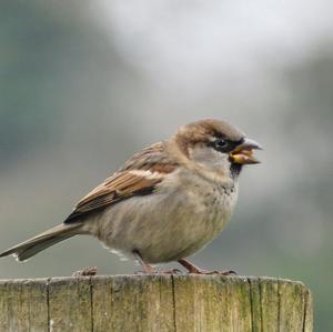 House Sparrow