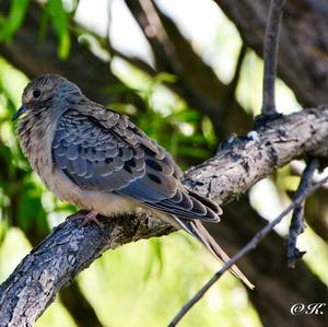 Mourning Dove