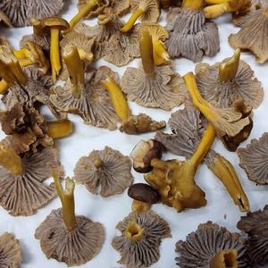 Trumpet Chanterelle