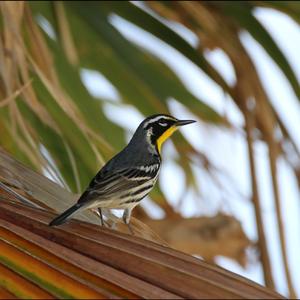 Yellow-throated Warbler