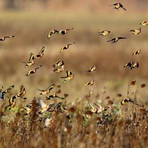 European Goldfinch