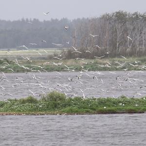 Black-headed Gull