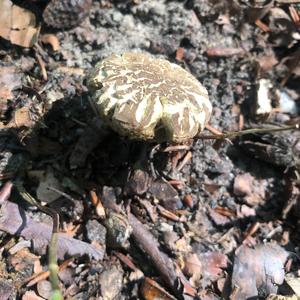 Spring Agaric