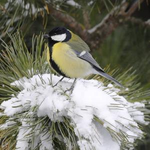 Great Tit