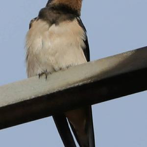 Barn Swallow