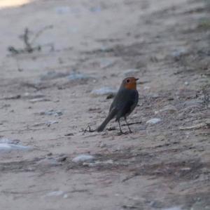 European Robin