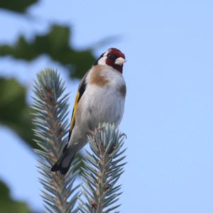 European Goldfinch