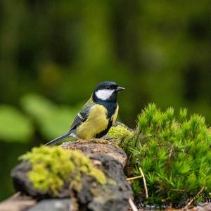 Great Tit