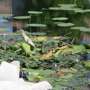 Squacco Heron