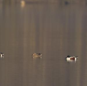 Northern Shoveler