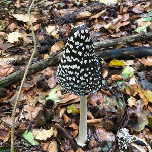 Magpie Ink-cap