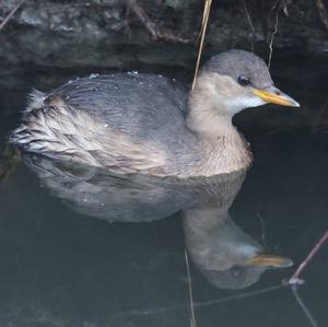 Little Grebe