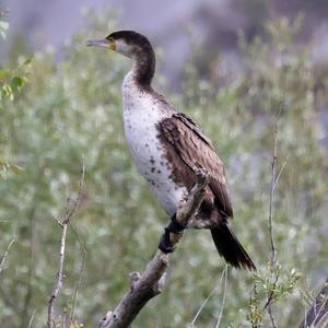 Great Cormorant