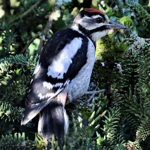 Great Spotted Woodpecker