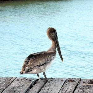 Brown Pelican