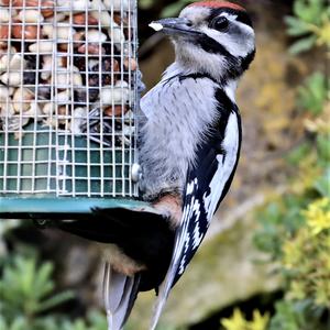 Great Spotted Woodpecker