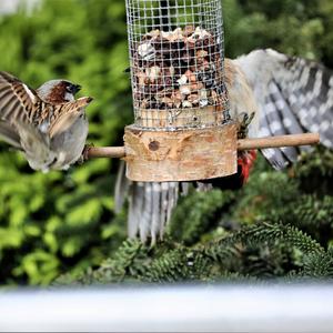 House Sparrow