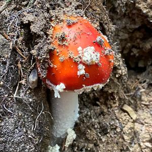 Fly Agaric