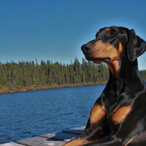 Dobermann