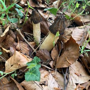 Half-free Morel