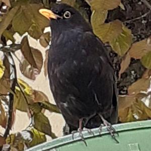 Amsel