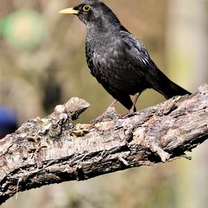 Eurasian Blackbird