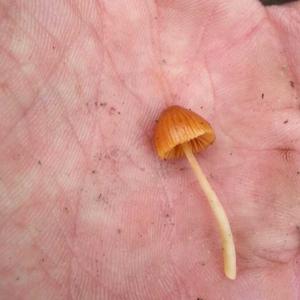 Bell-cap Panaeolus