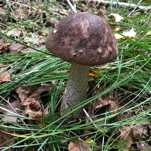 Orange Birch Bolete