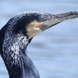 Great Cormorant