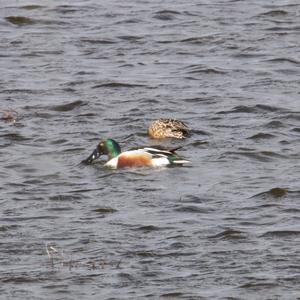 Northern Shoveler