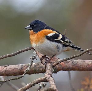 Brambling